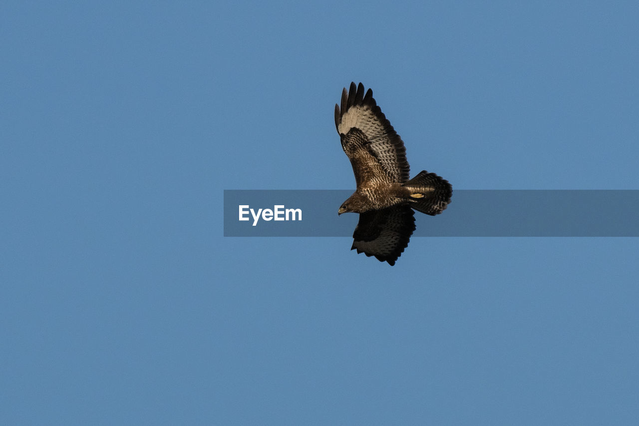 Low angle view of buzzard flying against clear blue sky