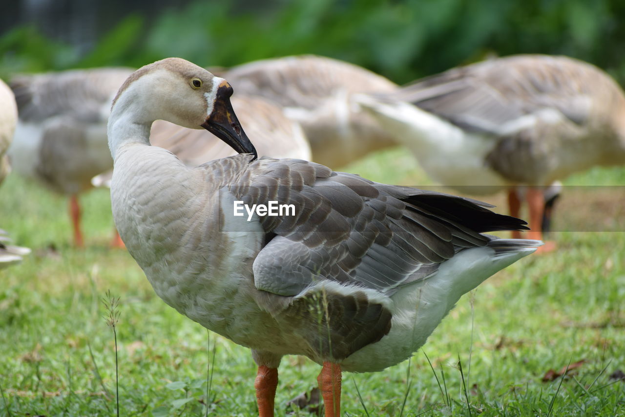 CLOSE-UP OF A BIRD FLYING OVER LAND