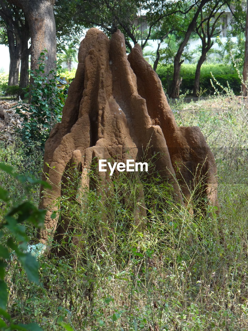VIEW OF A TREE TRUNK