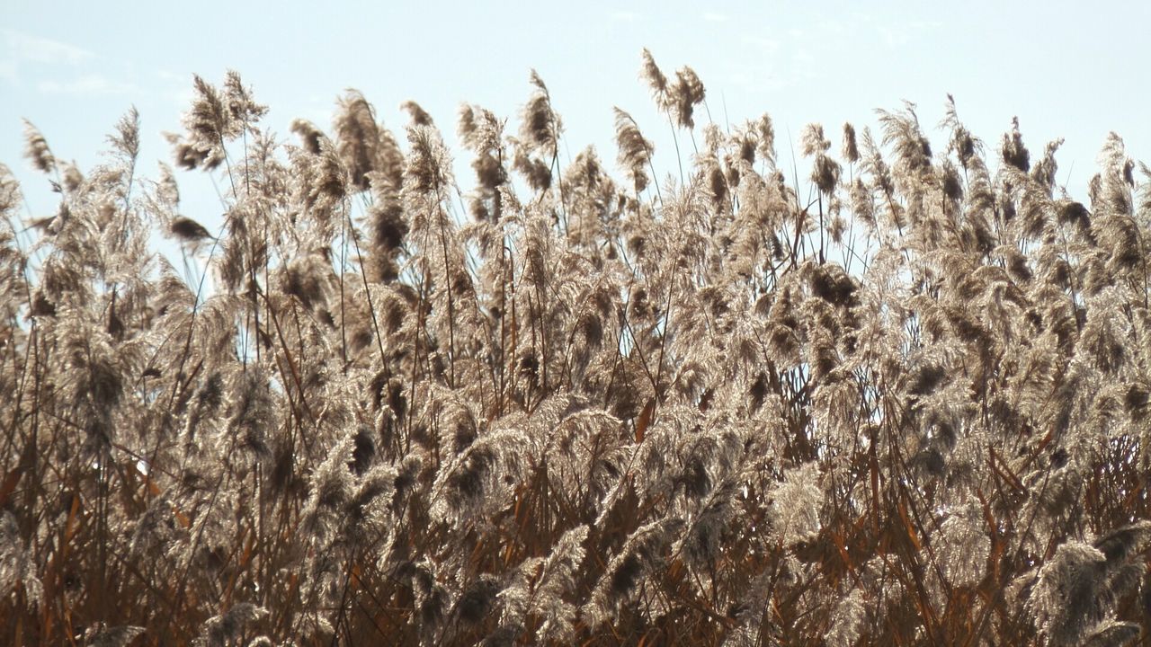 CLOSE-UP OF FIELD AGAINST SKY