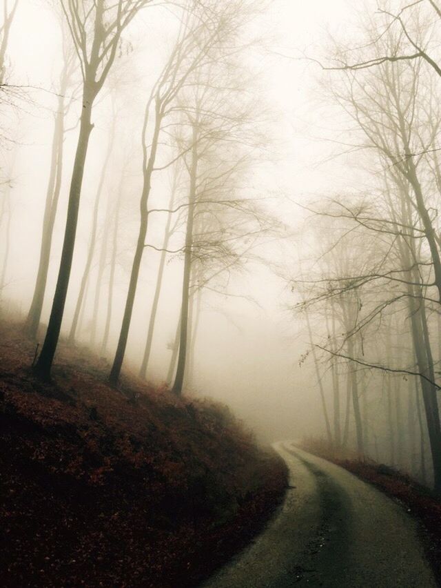 ROAD PASSING THROUGH FOREST