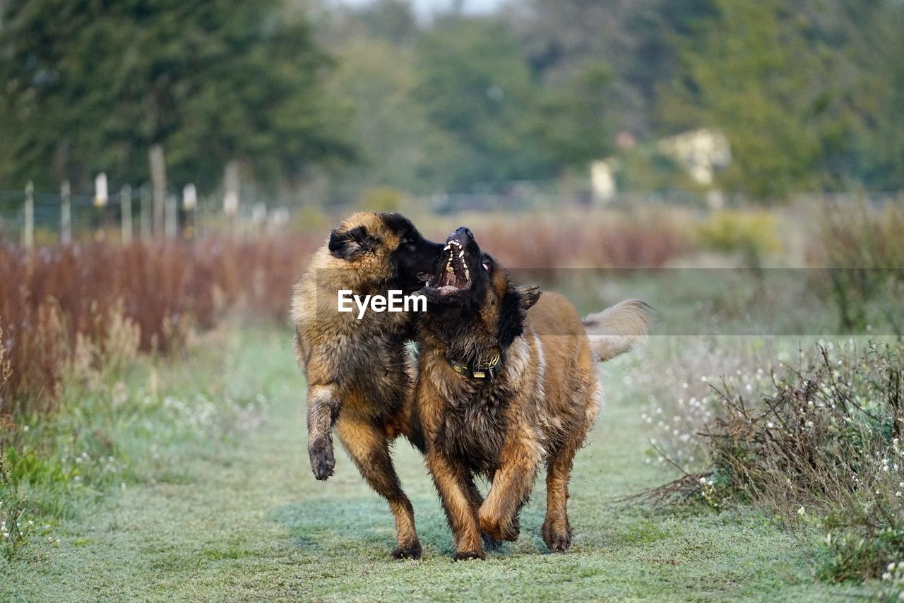 Dogs standing on field