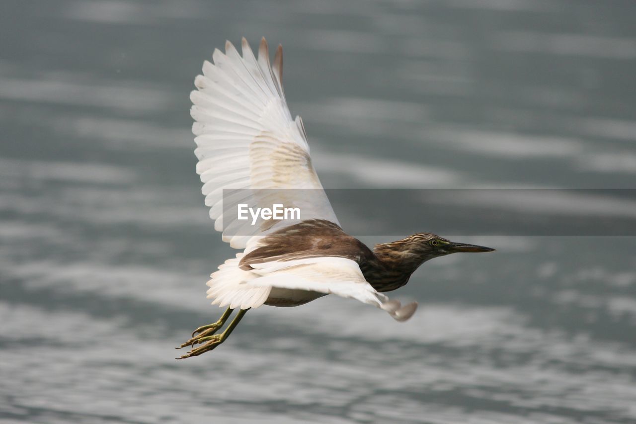 CLOSE-UP OF SEAGULL FLYING IN SEA