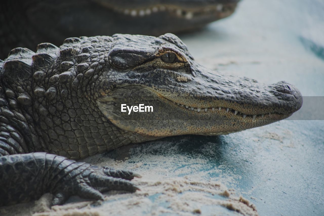 Close-up of crocodile in a water