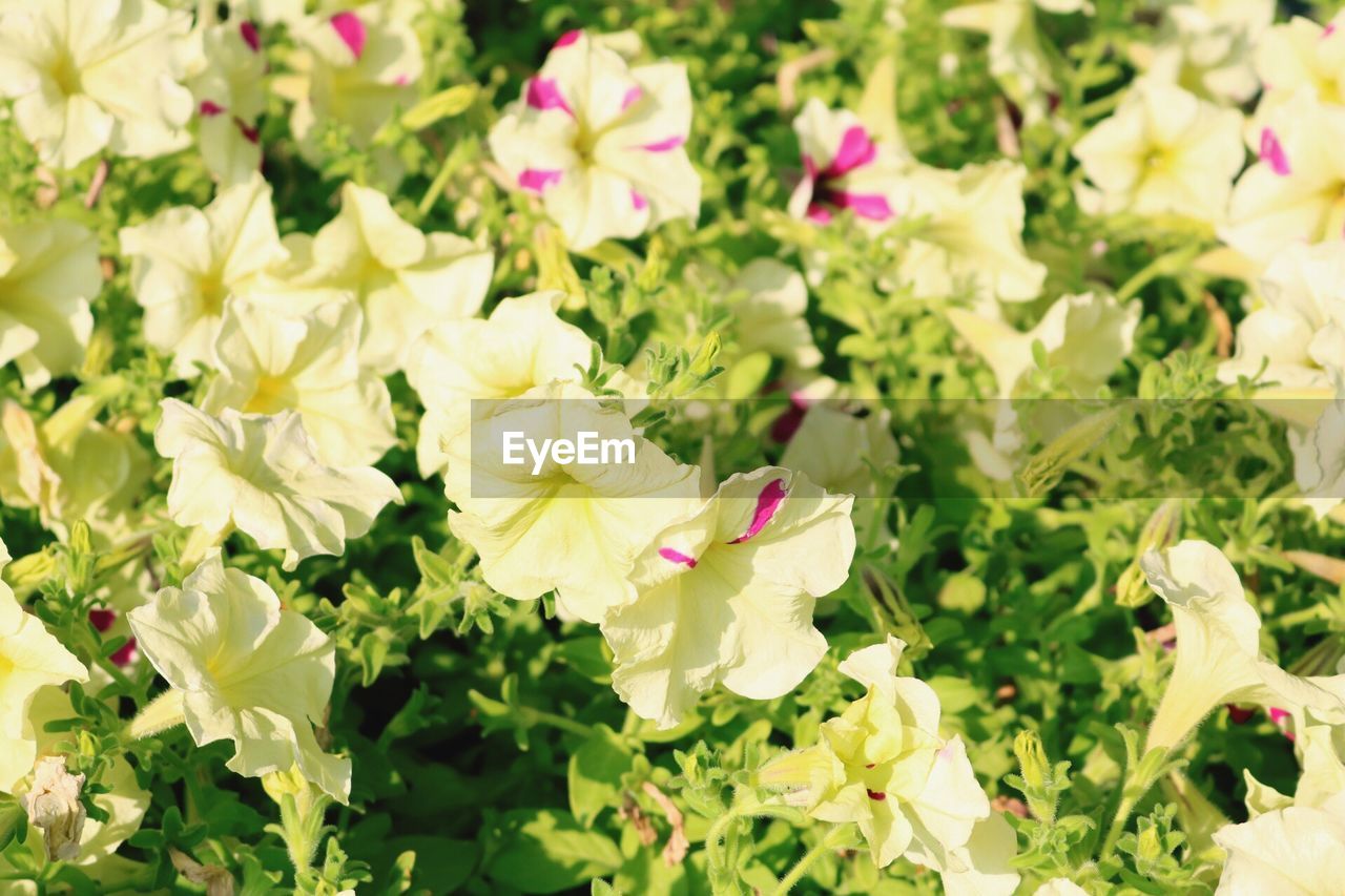 CLOSE-UP OF FLOWERS BLOOMING OUTDOORS