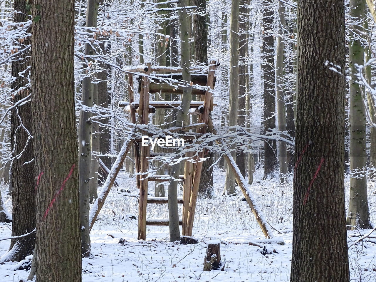 CLOSE-UP OF TREE TRUNKS IN WINTER