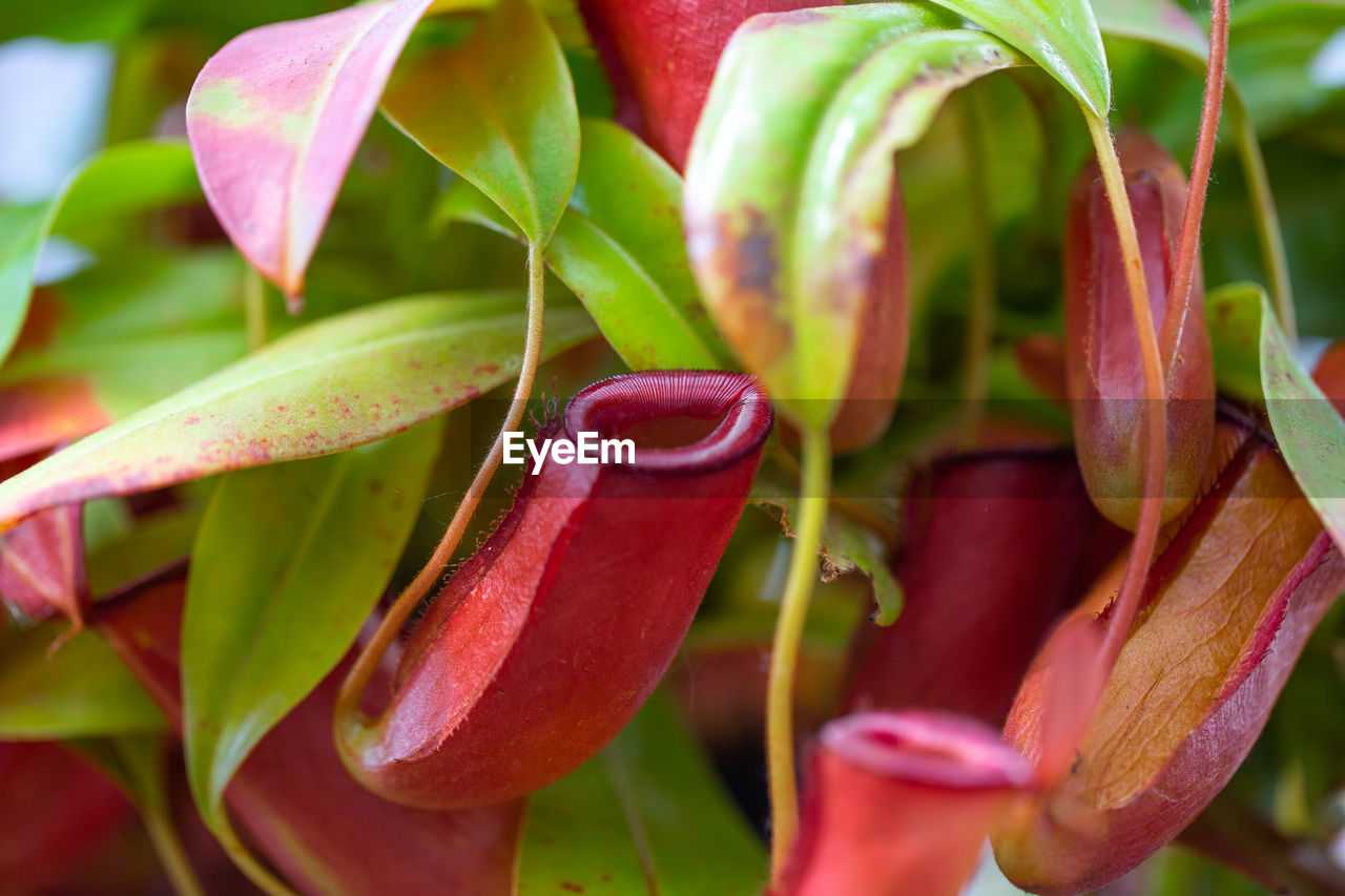 CLOSE-UP OF RED FLOWER