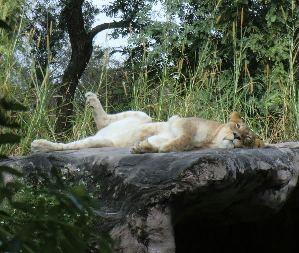 Lioness sleeping on rock surface against plants