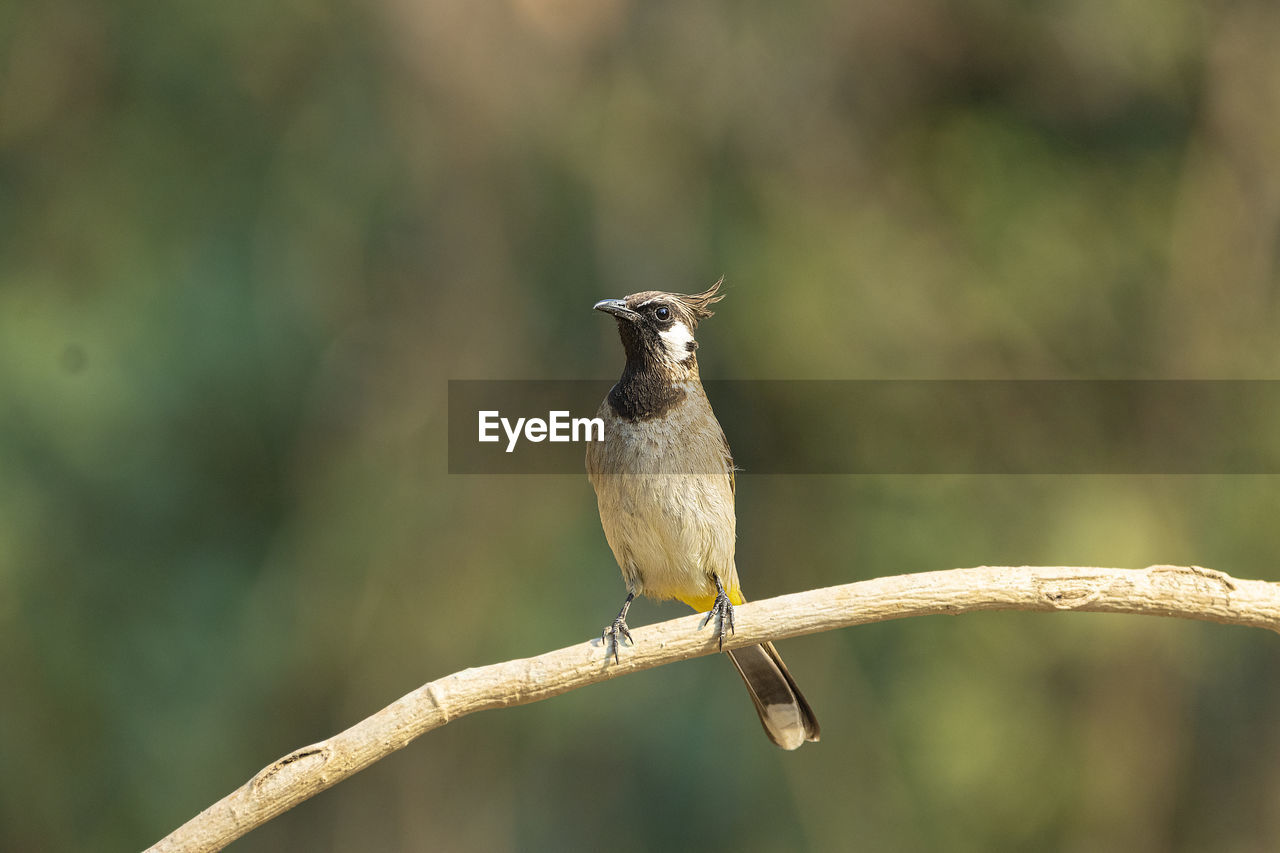 A yellow vented bulbul perching on a branch