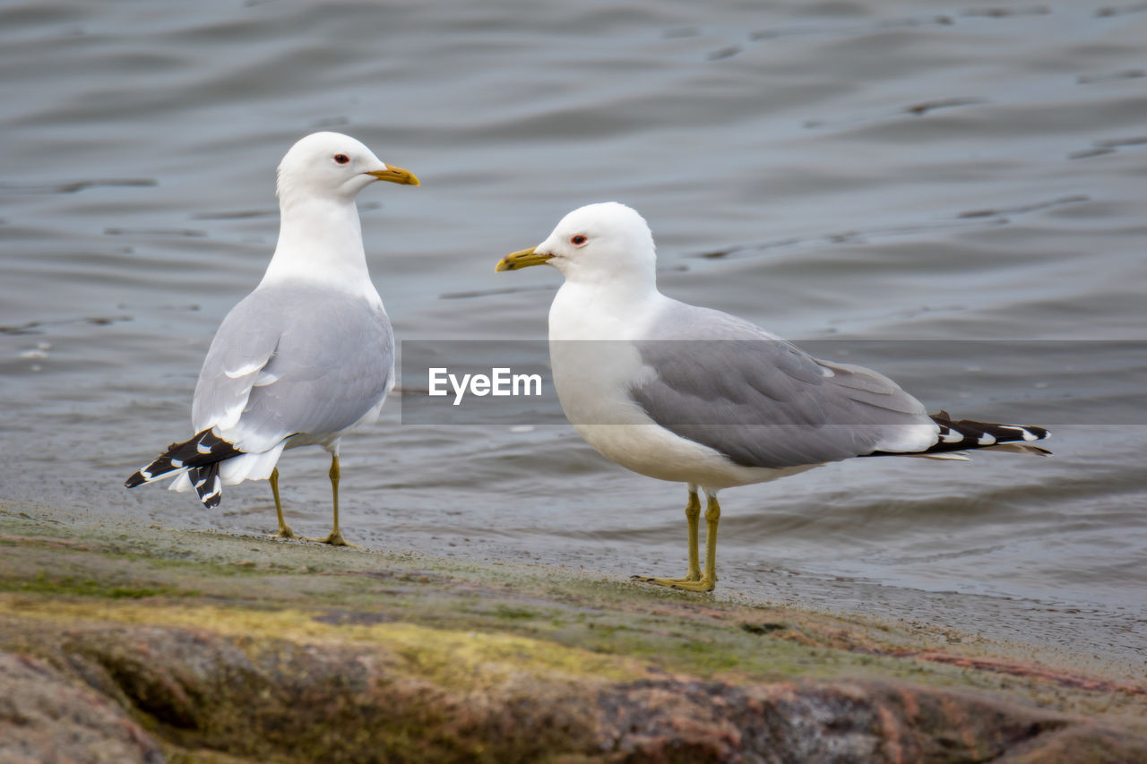 Common gulls perching on a rock by the sea