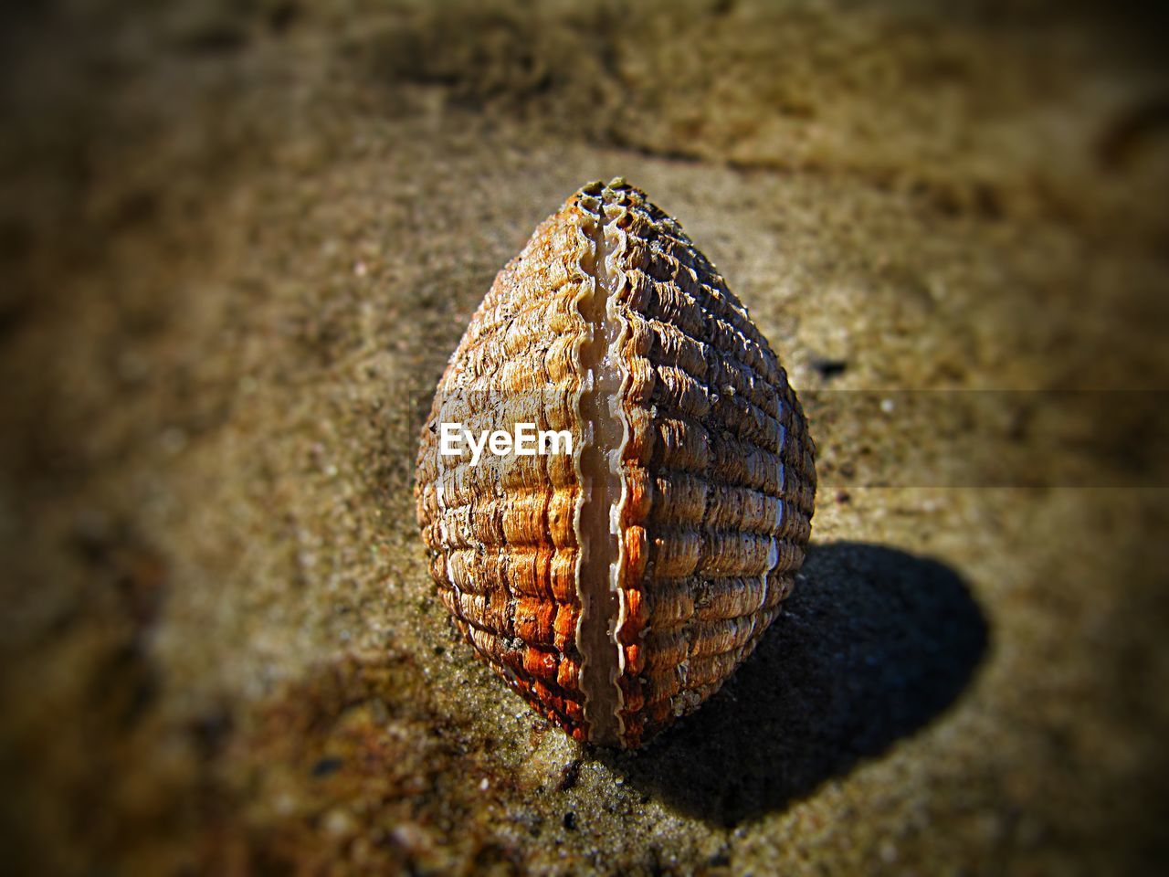 CLOSE-UP OF STARFISH ON BEACH