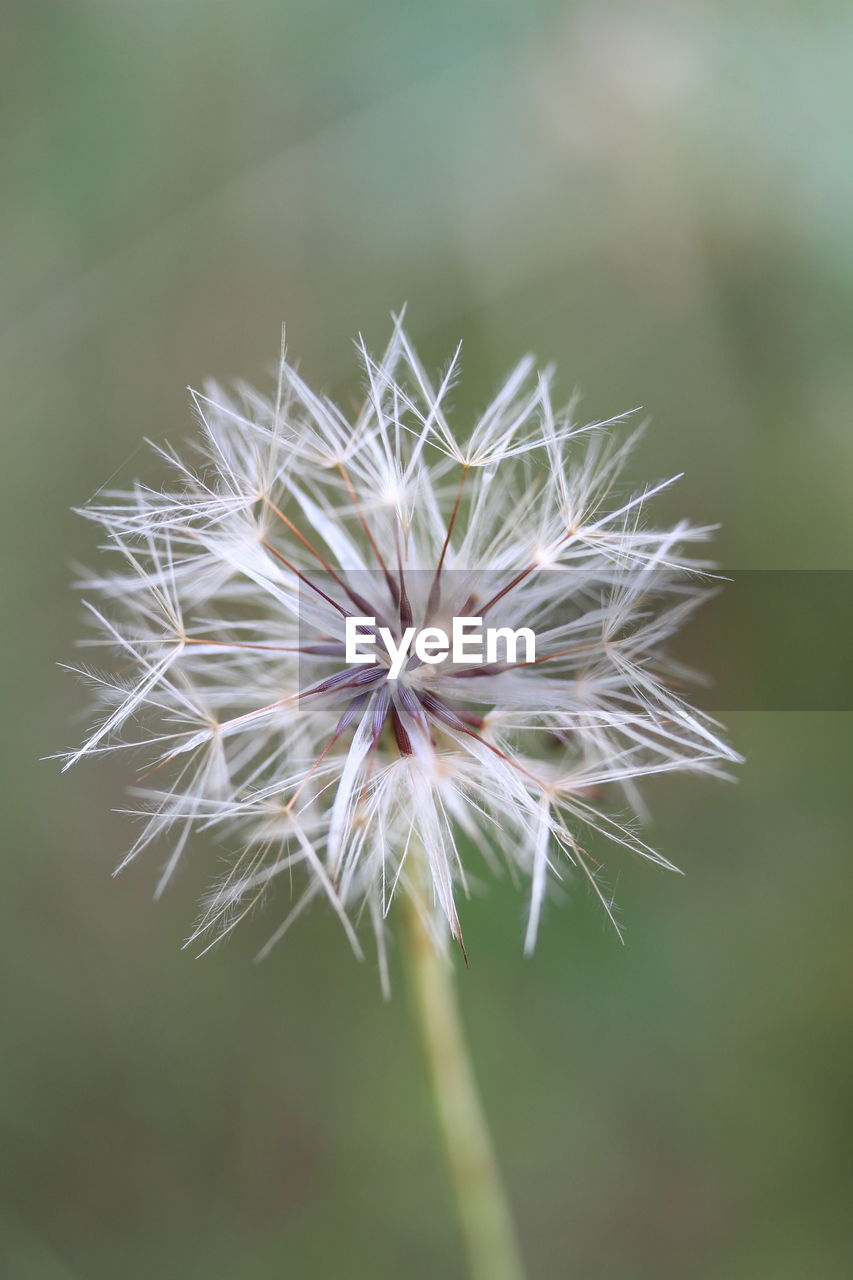 Close-up of dandelion