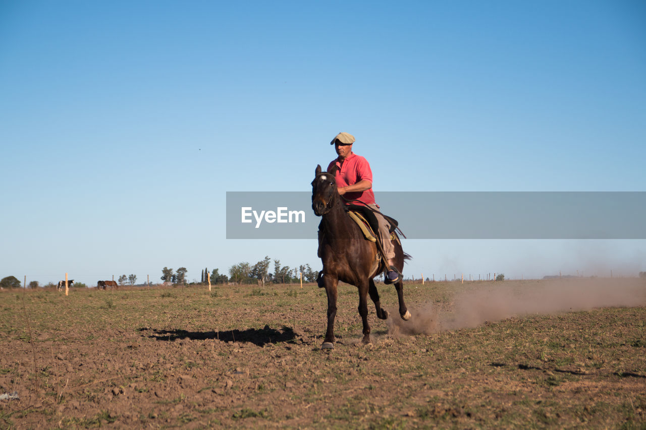 Argentinian gaucho riding horse