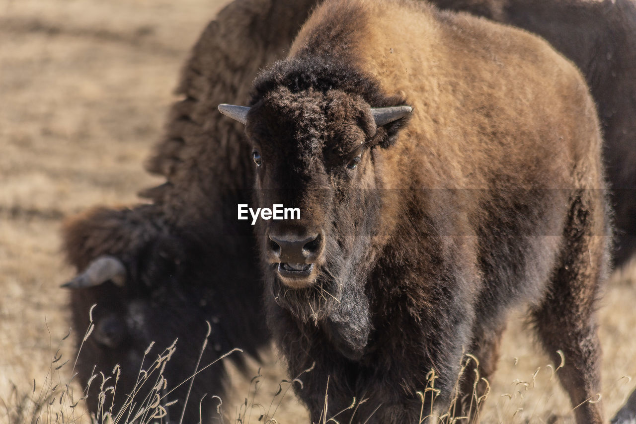 Eye contact with a bison