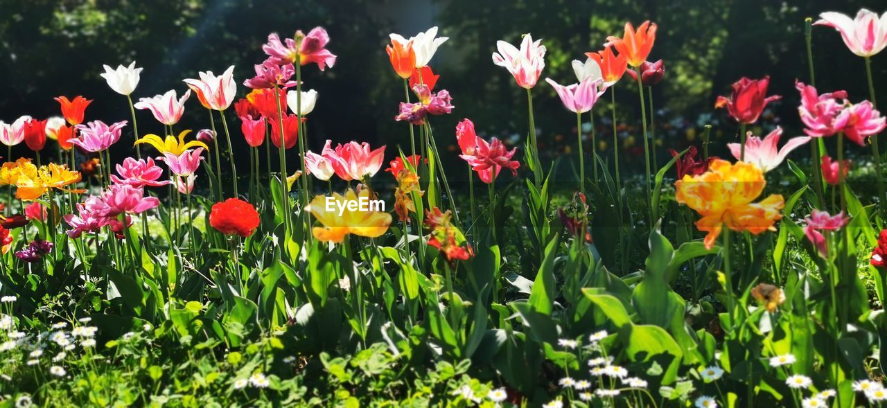 CLOSE-UP OF FLOWERING PLANTS