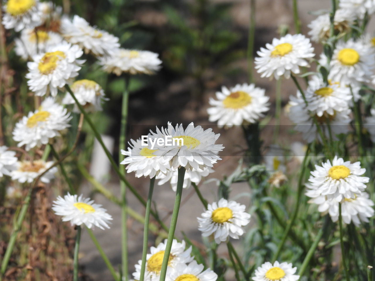 Close-up of white daisy flowers