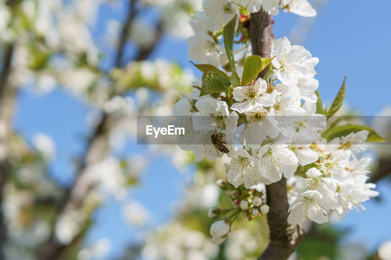 CLOSE-UP OF CHERRY BLOSSOMS ON TREE