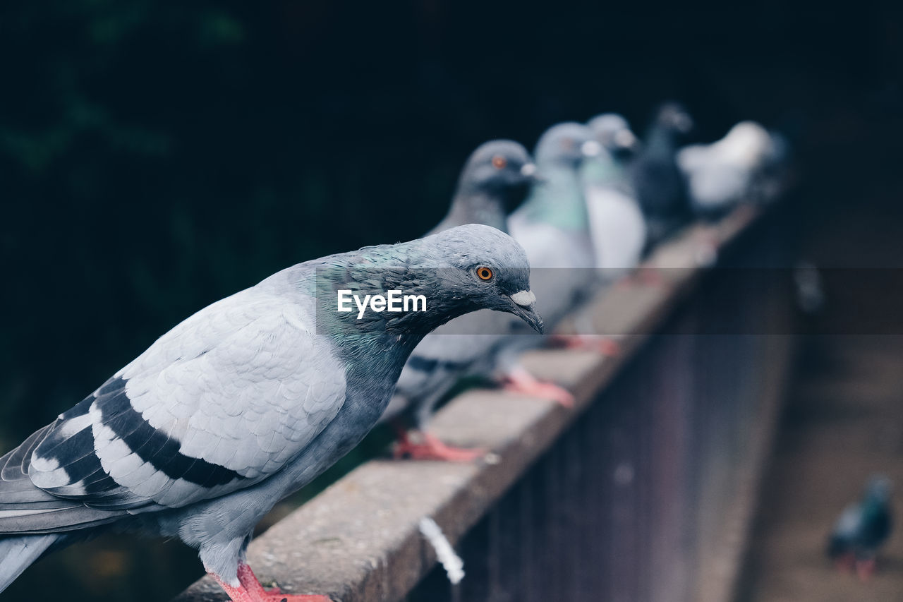 Birds perching on railing