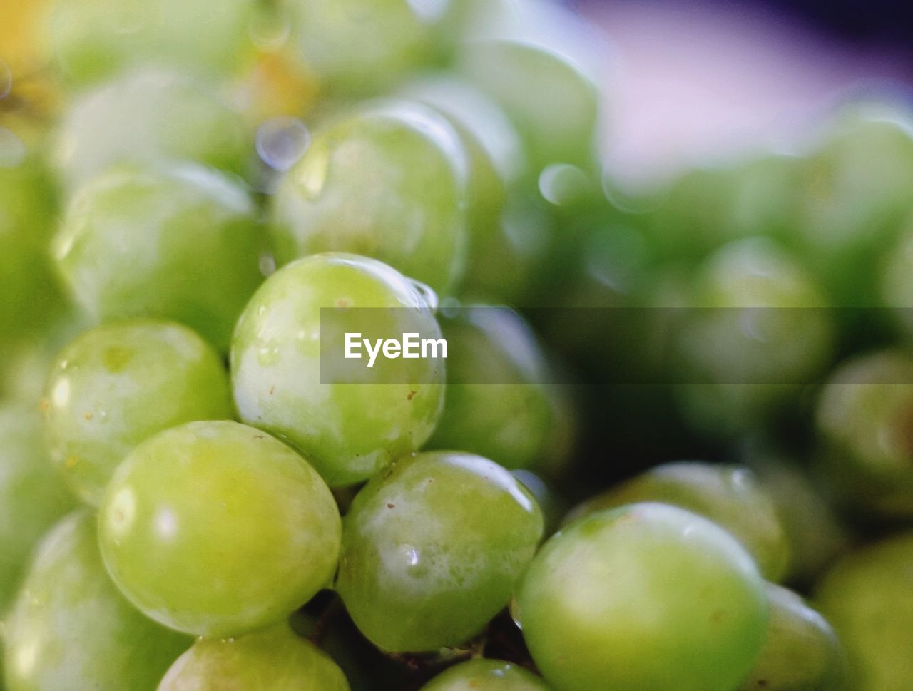 CLOSE-UP OF GREEN FRUITS