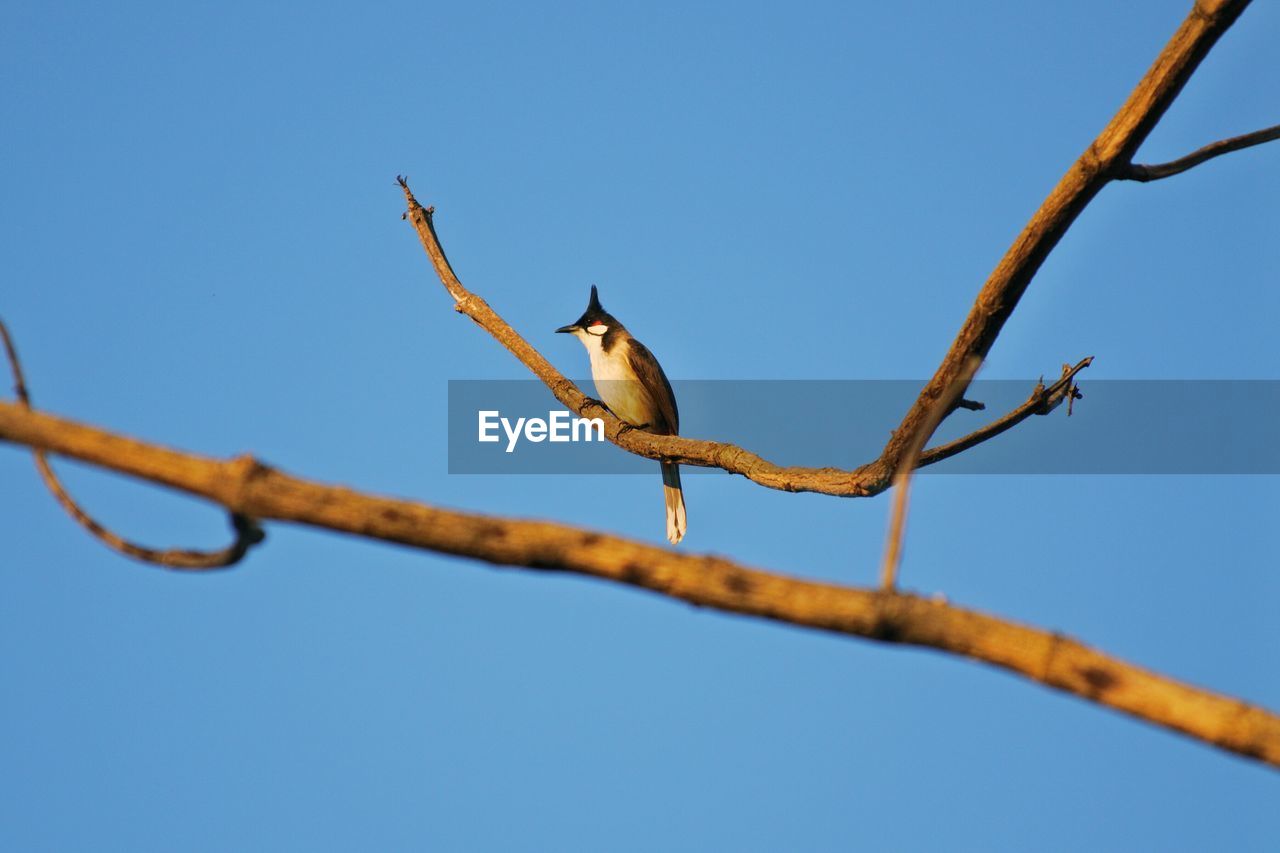 Low angle view of bird perching on branch against clear blue sky