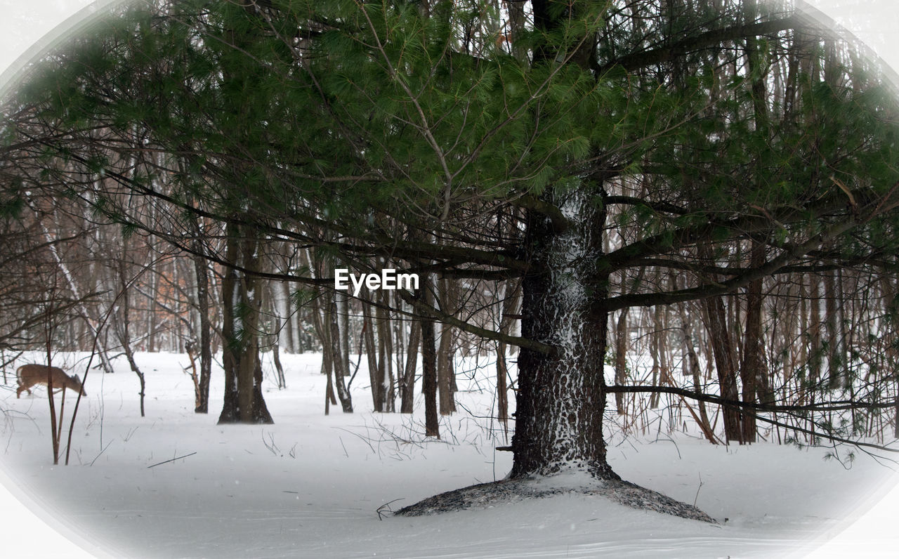 TREES IN THE FOREST