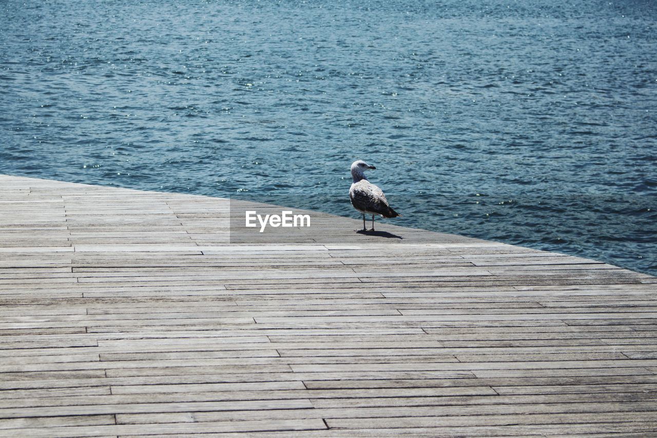 Seagull perching on pier by sea
