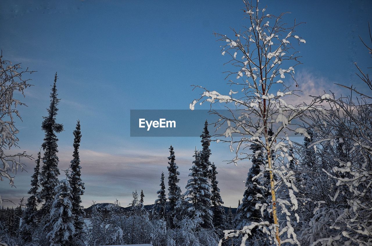 Snow covered plants against sky