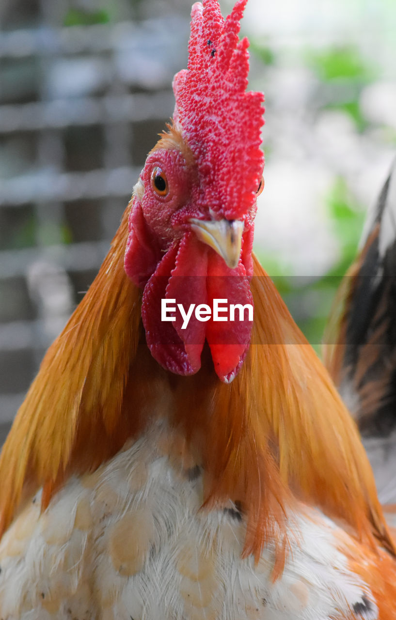 CLOSE-UP OF ROOSTER ON RED ROCK