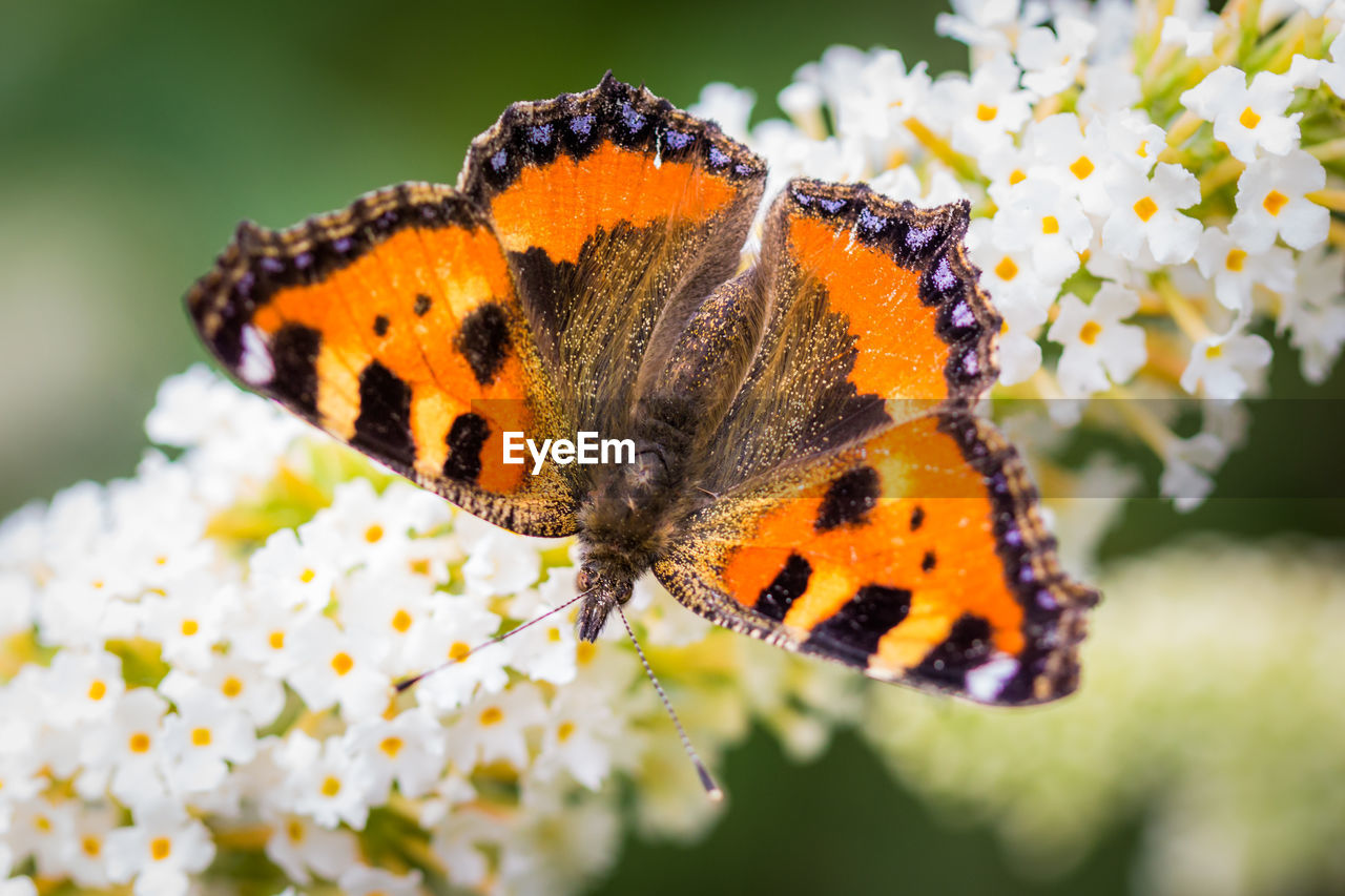 Close-up of butterfly pollinating on flower