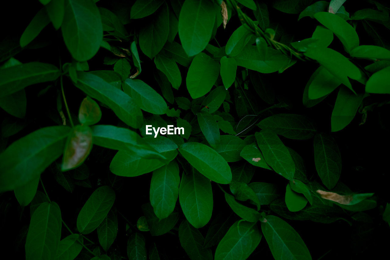 Full frame shot of plants