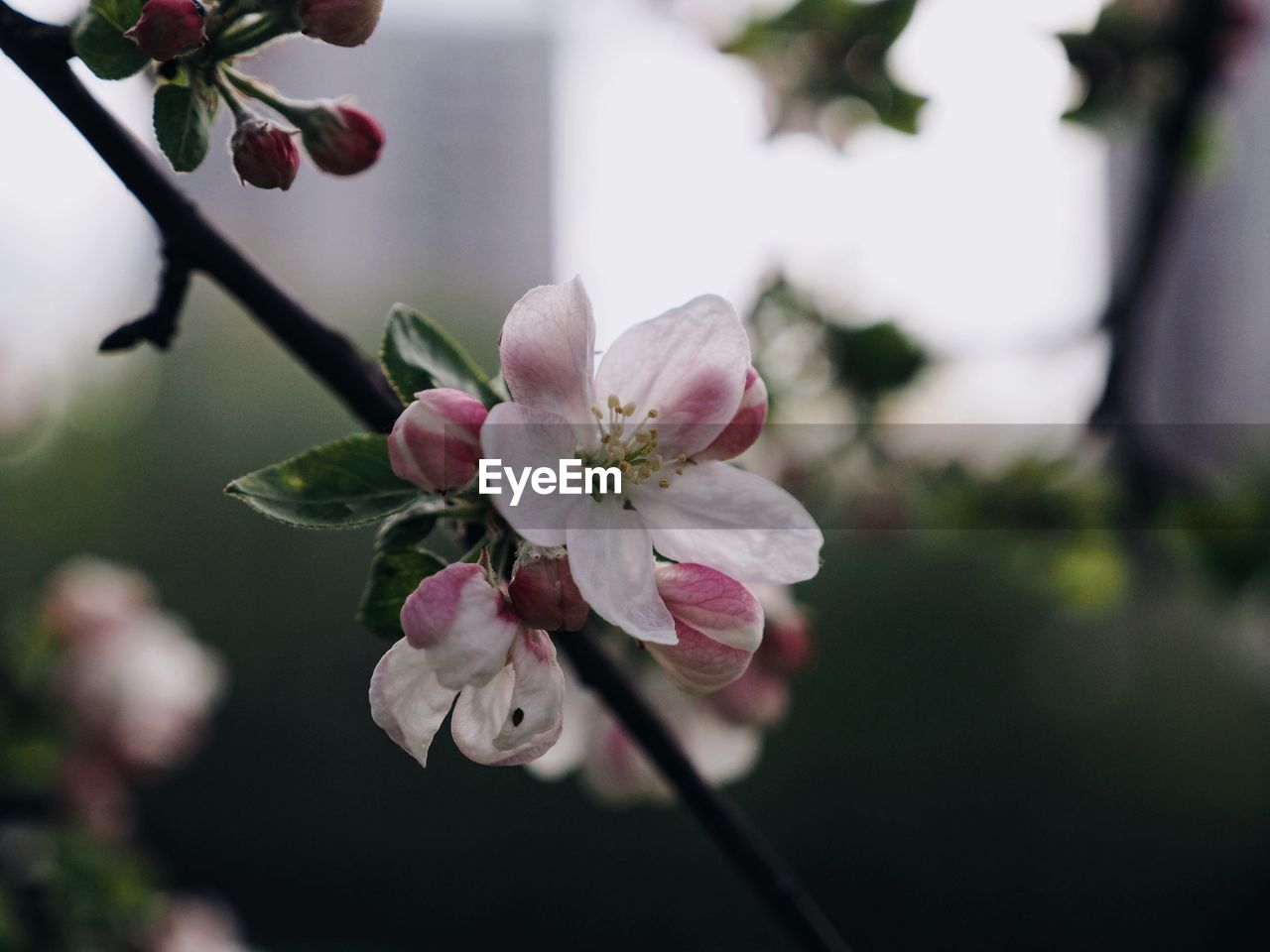 CLOSE-UP OF CHERRY BLOSSOMS