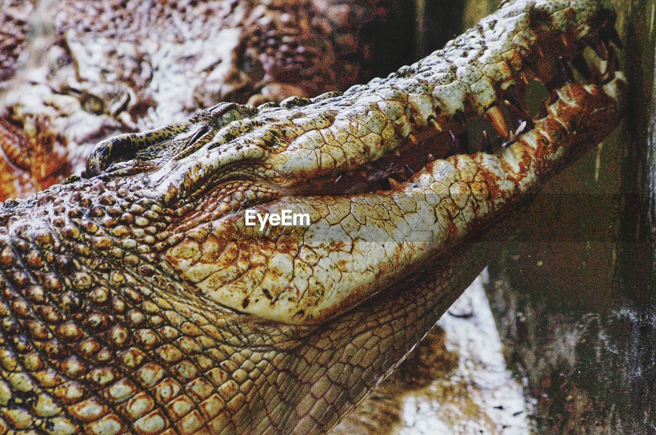 Close-up of crocodile in water