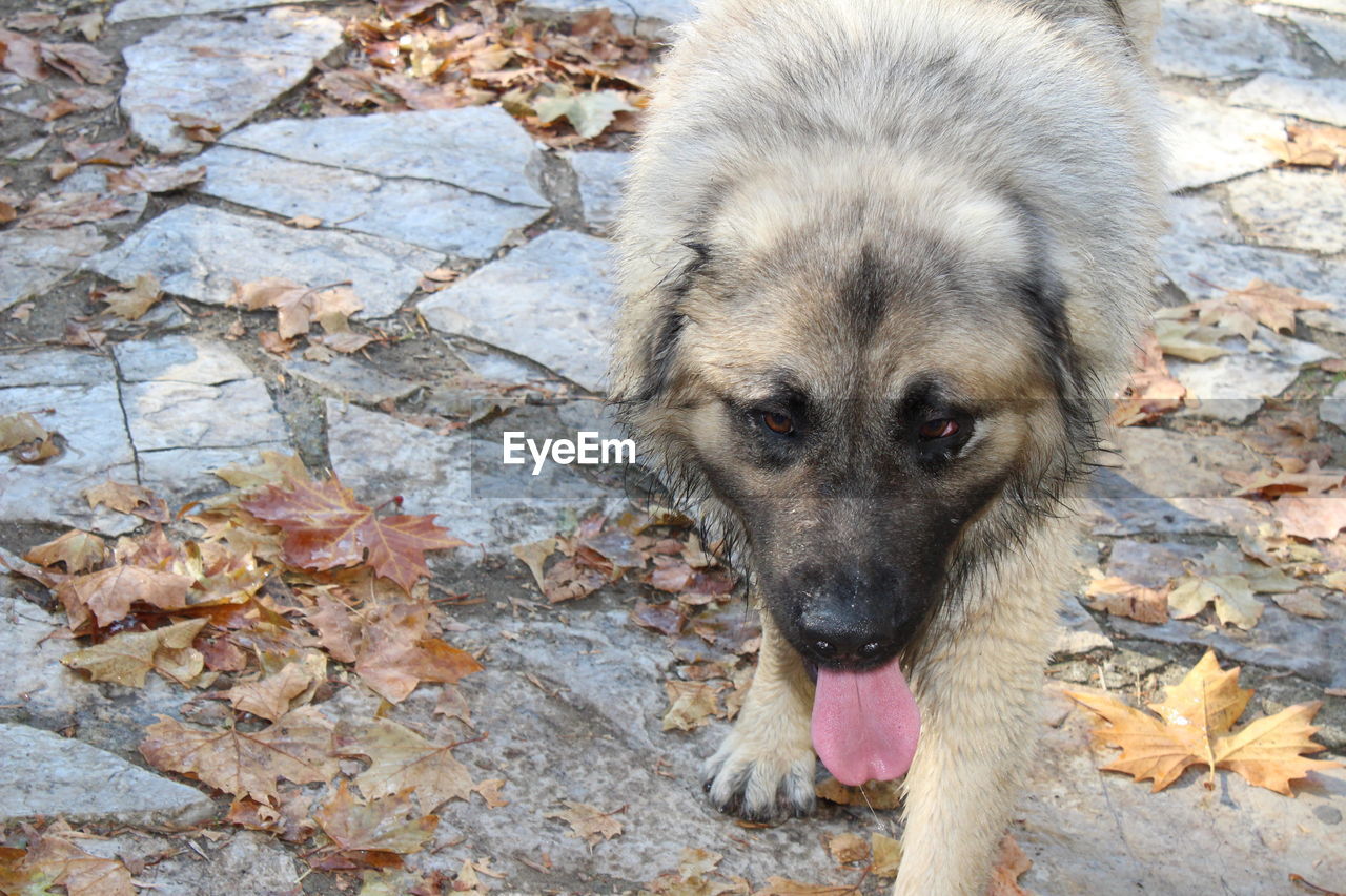 HIGH ANGLE VIEW OF DOG WITH AUTUMN LEAVES