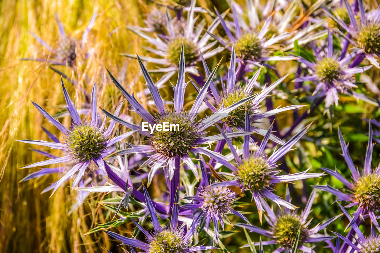 Close-up of purple thistle flowers