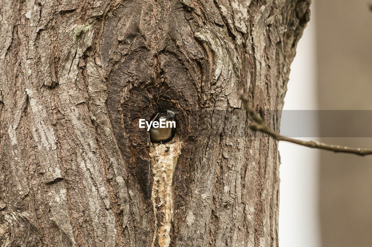 CLOSE-UP OF TREE TRUNK