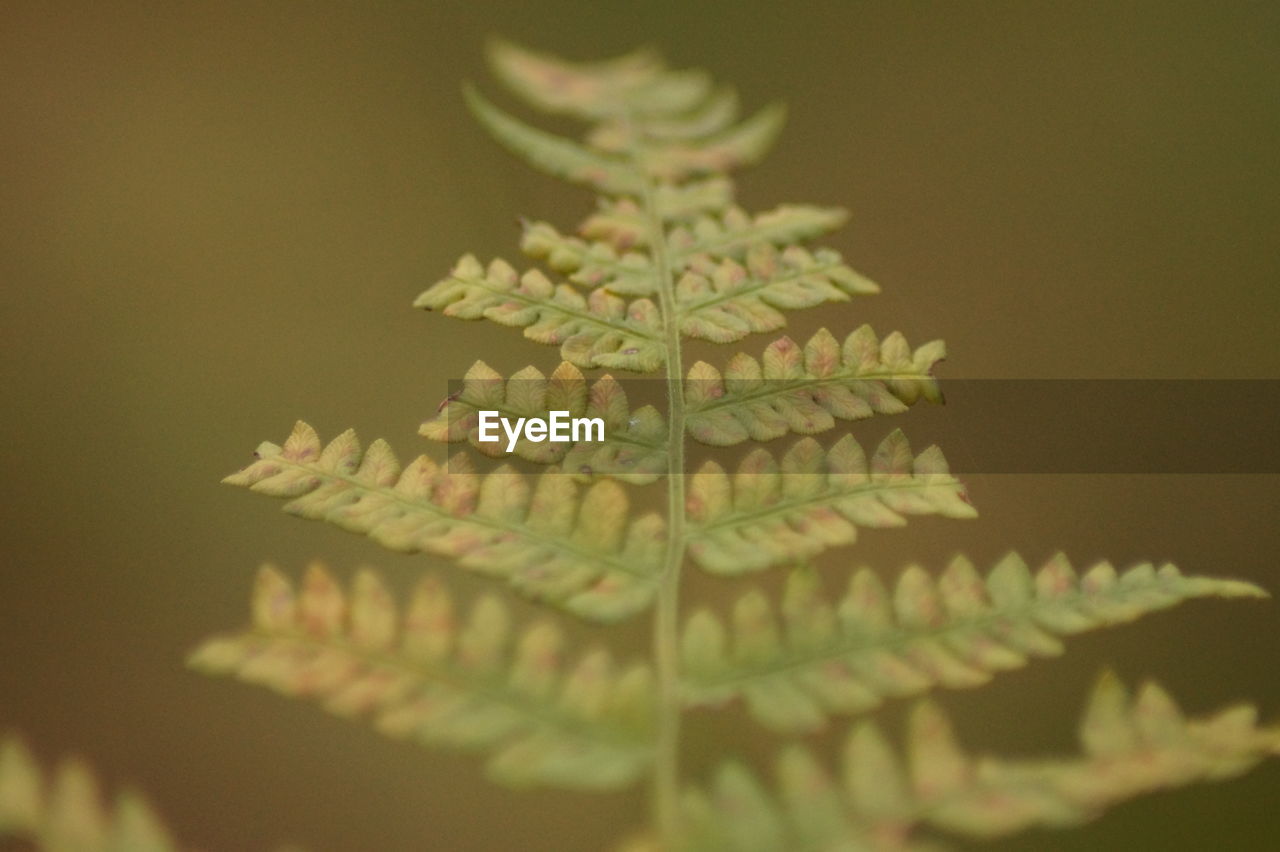 Close-up of fresh green leaves