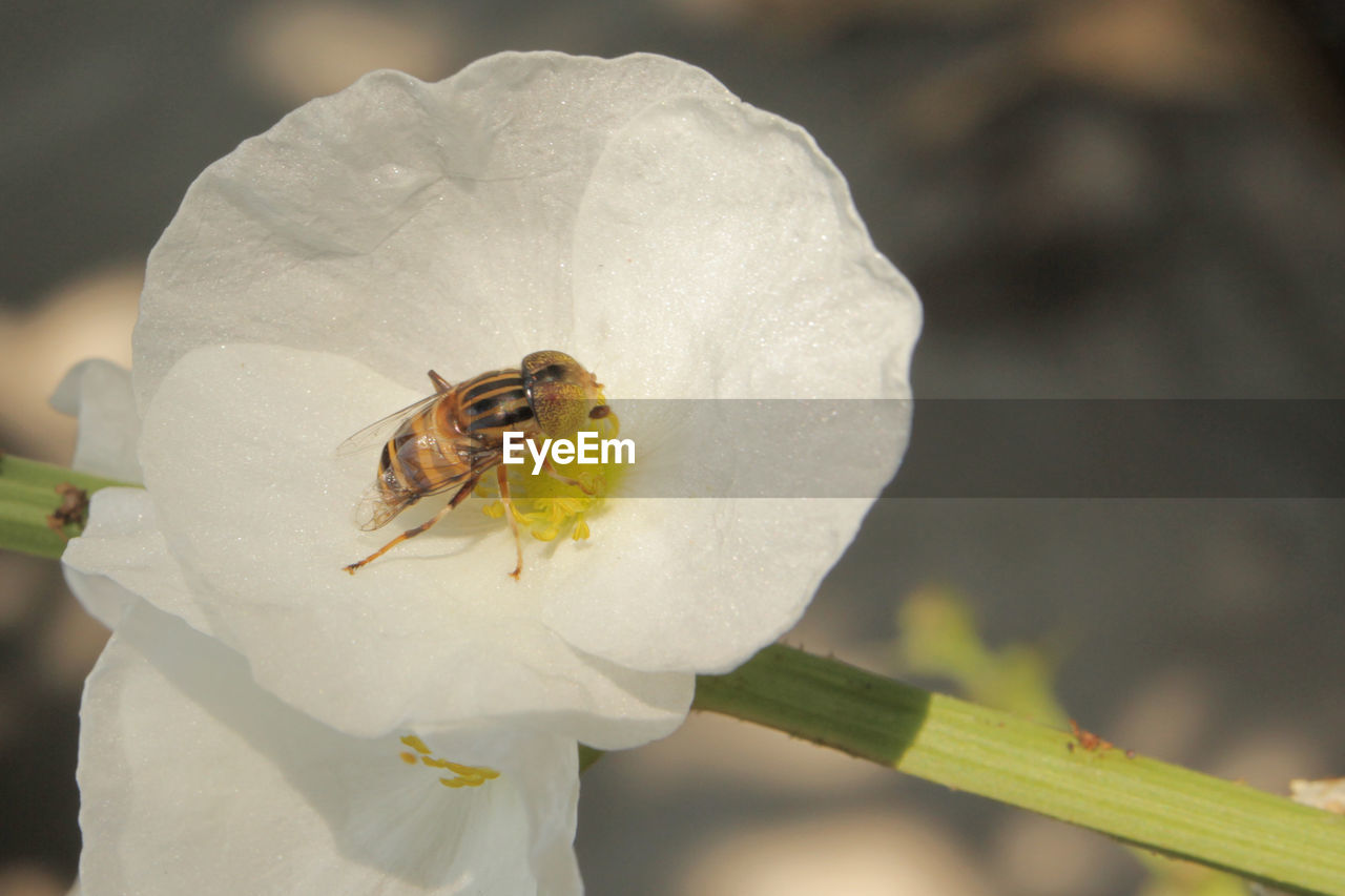 CLOSE-UP OF INSECT ON WHITE ROSE