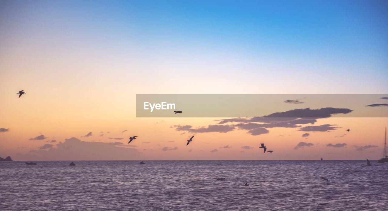 Silhouette birds flying over sea against sky during sunset