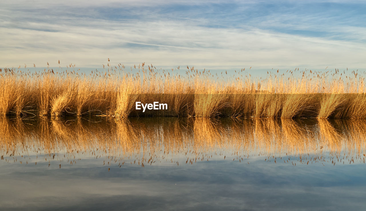 PANORAMIC SHOT OF PLANTS IN LAKE AGAINST SKY