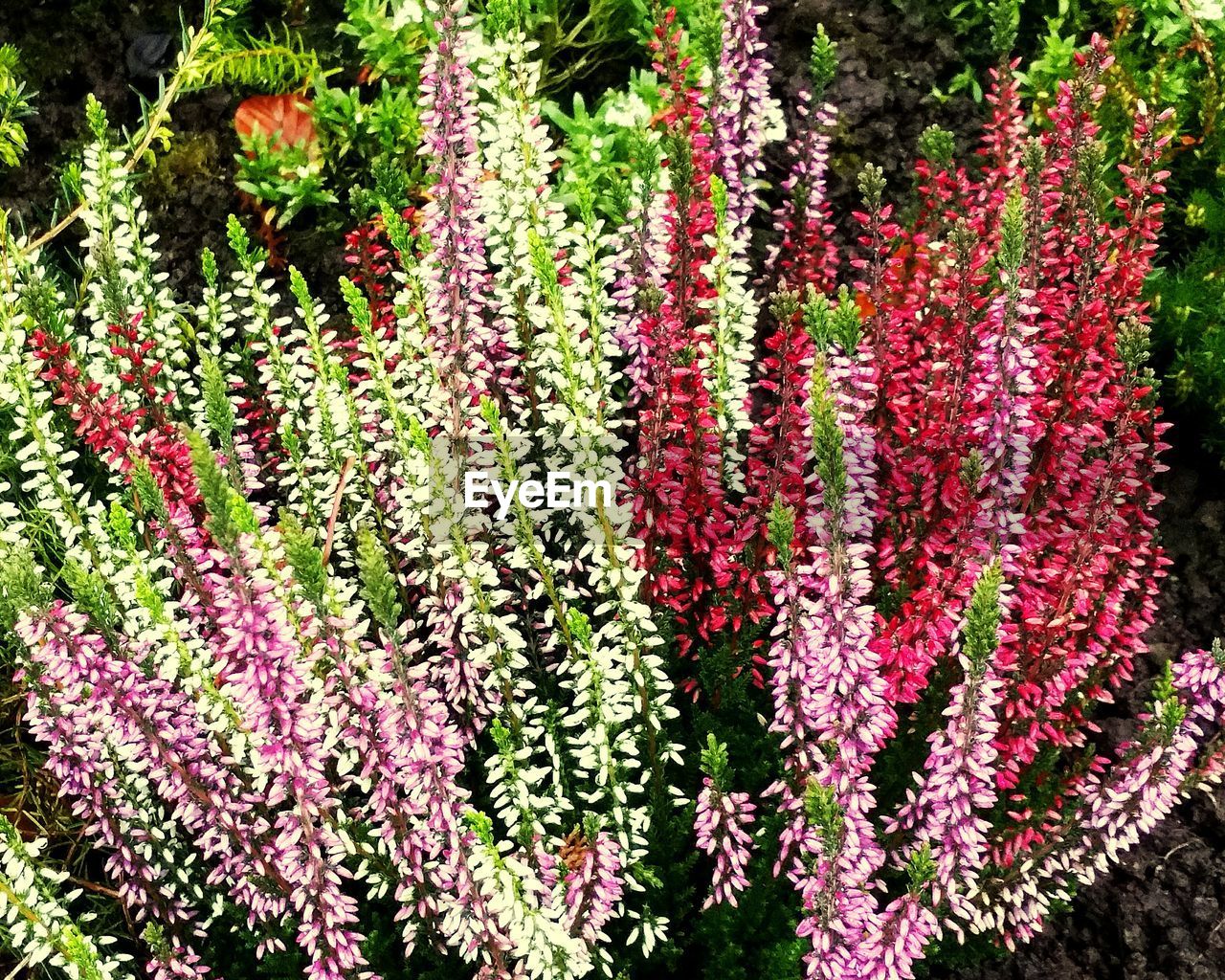 High angle view of flowers blooming at park