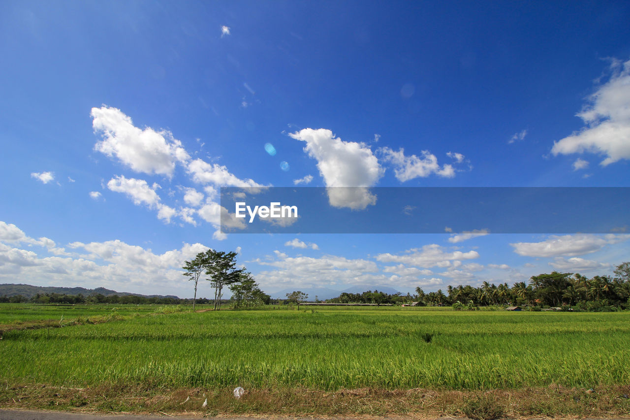 Scenic view of agricultural field against sky