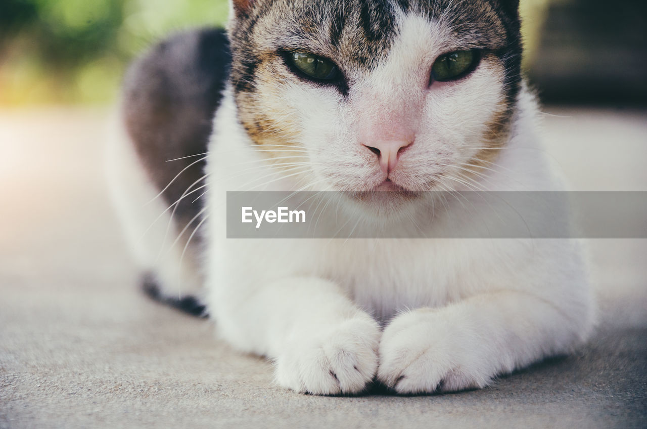 Close-up portrait of cat resting on footpath