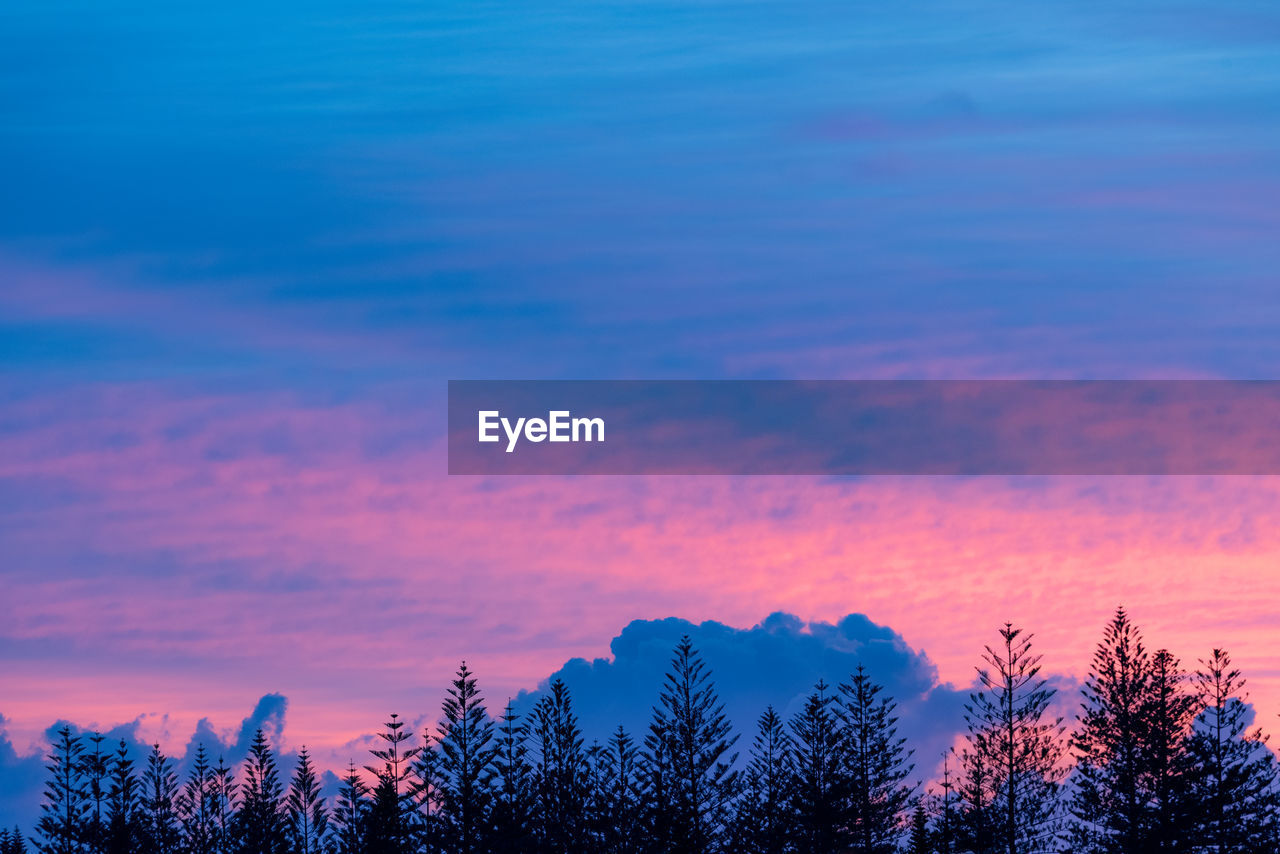 TREES AGAINST SKY DURING SUNSET