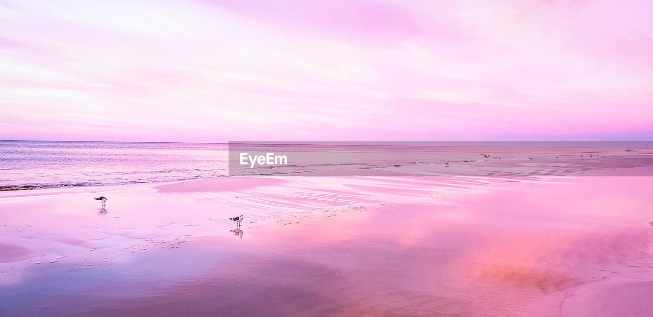 Minimalist beach landscape in pink at sunrise on beach with seagull. 