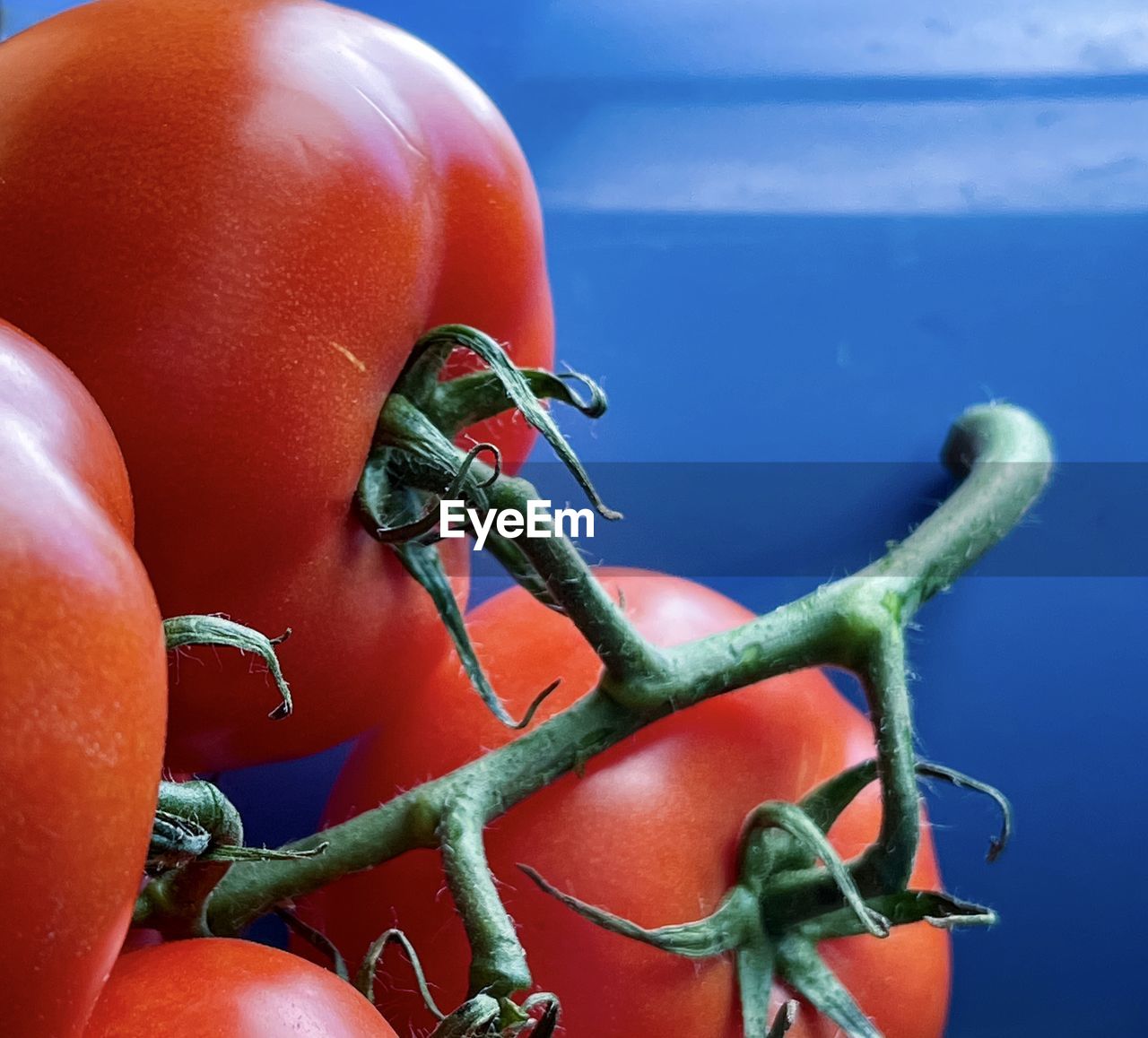 CLOSE-UP OF INSECT ON A FRUIT