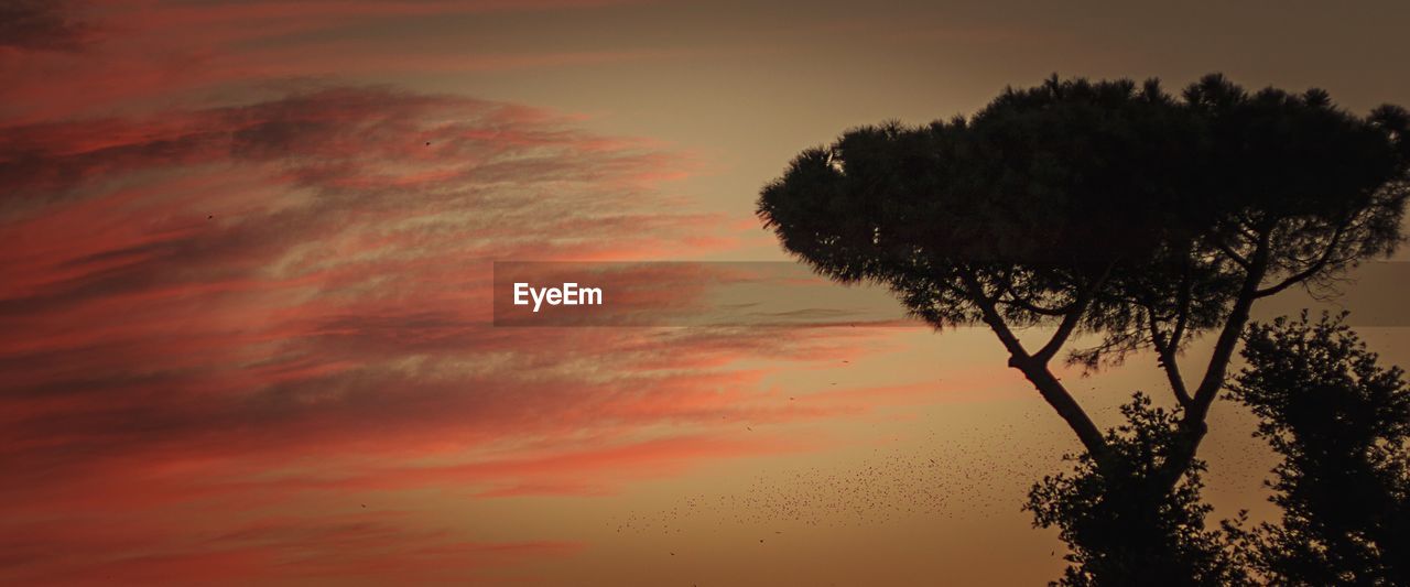 LOW ANGLE VIEW OF TREE AT SUNSET