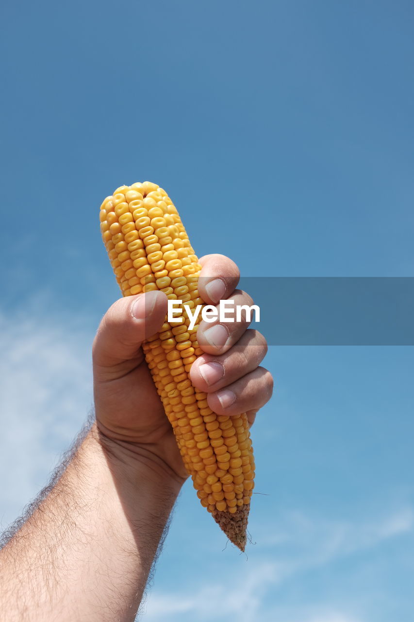 Cropped hand of man holding sweetcorn against blue sky