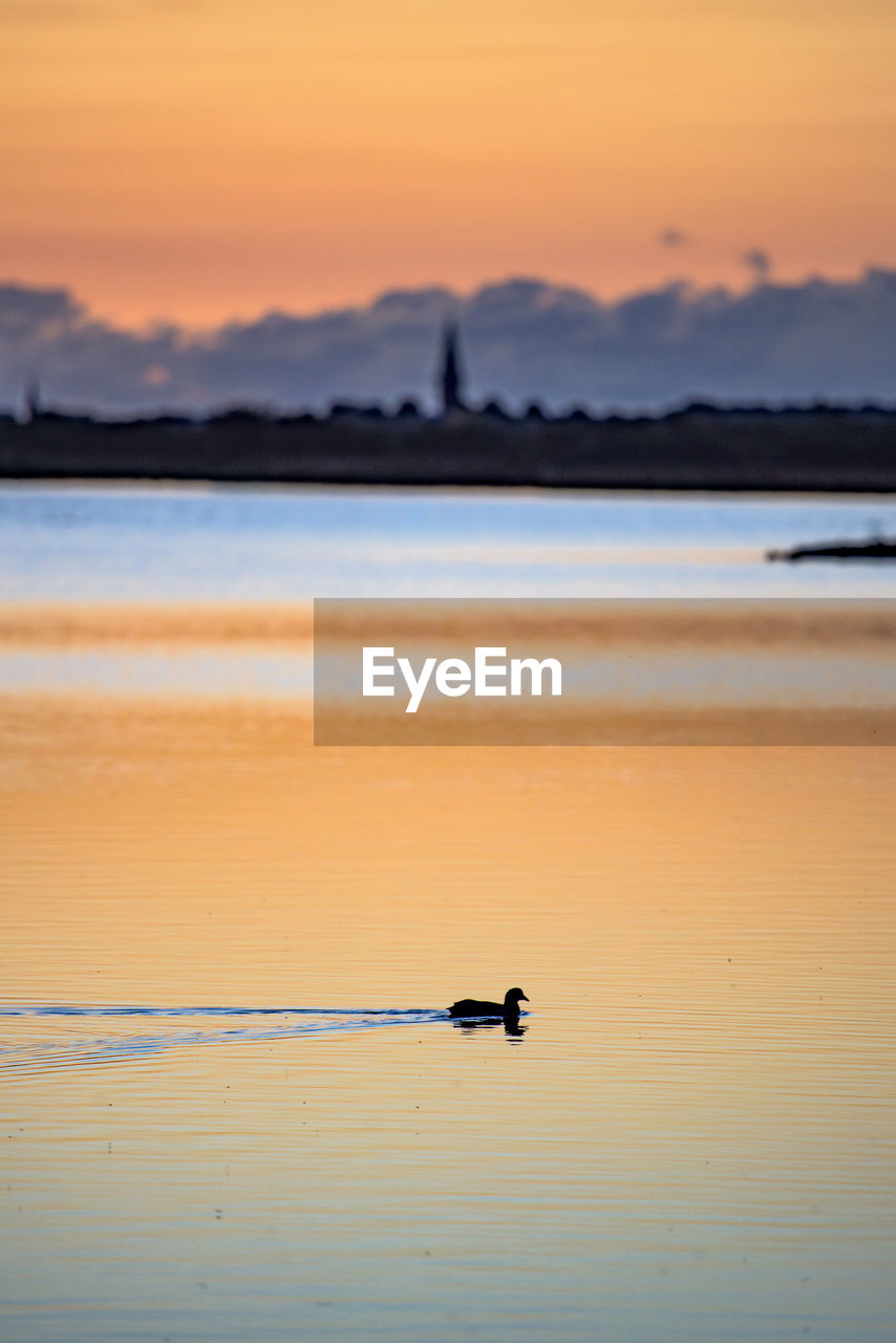 Silhouette duck swimming in lake