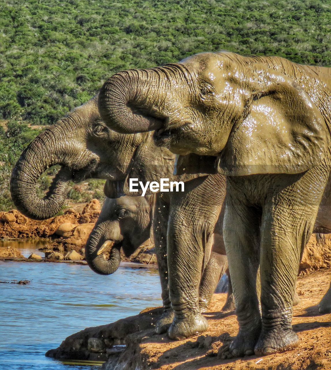 ELEPHANT DRINKING WATER FROM A LAKE