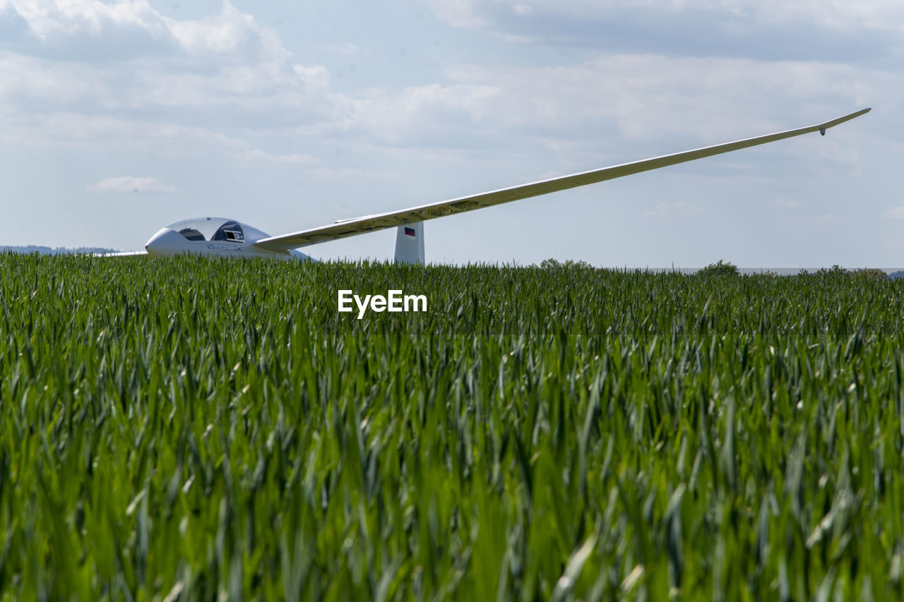 CROPS GROWING ON FIELD